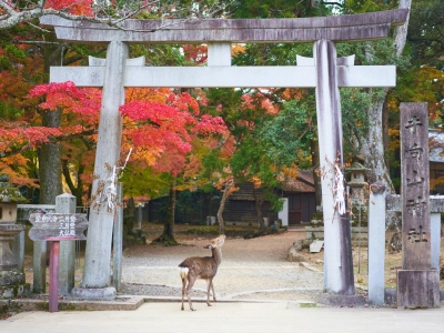 Tour a Nara